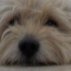 Duke